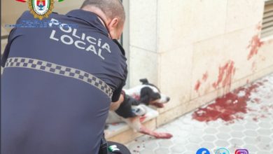 Photo of La Policía Local de Castilleja investiga un posible atropello a un perro con fuga