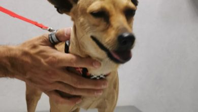 Photo of Lana, la perra maltratada de Mairena que espera la decisión  de un juez para poder ser adoptada