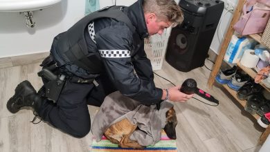 Photo of La Policía de Pilas salva la vida a un perro que se cayó a una piscina y sufrió hipotermia