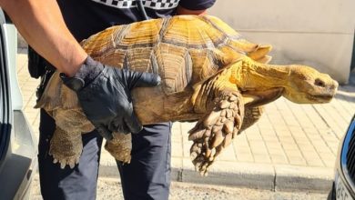 Photo of Encuentran una tortuga en peligro de extinción en Coria del Río