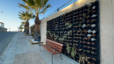 Photo of El PP denuncia que el Ayuntamiento de Albaida instala un jardín vertical y se seca por no tener conectado el riego